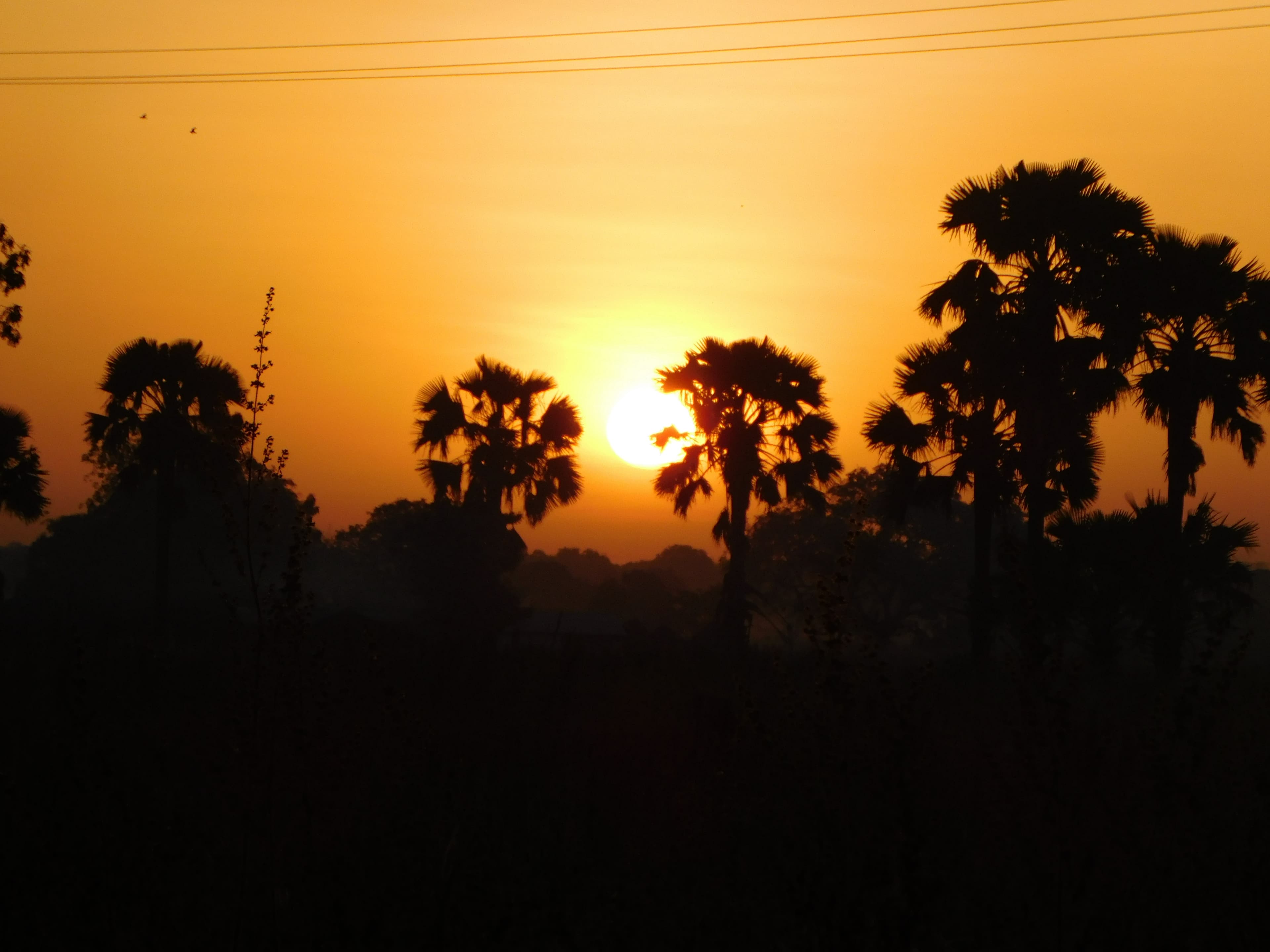 Sunset over the savanna